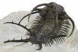 Spiny Ceratarges Trilobite - Huge For Species #310131-4